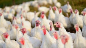 Una solución rápida y fiable para prevenir Salmonella en producción primaria