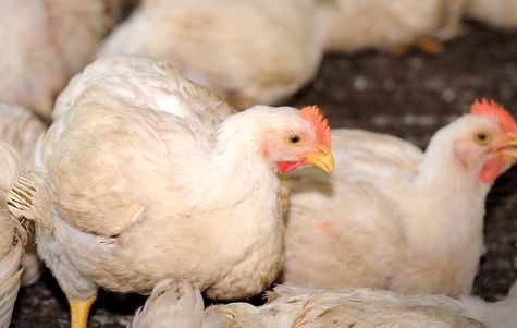 Campylobacter en pollos de engorde