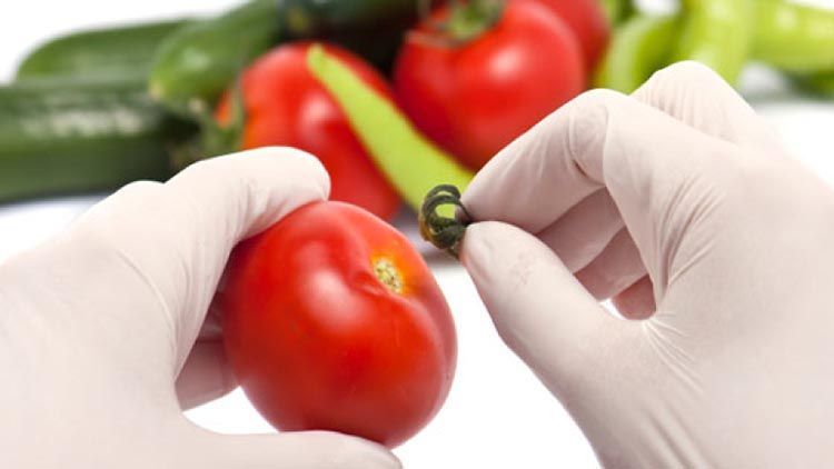 FOTO SEGURIDAD ALIMENTARIA