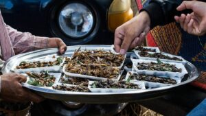 insectos-y-alimentos-de-laboratorio