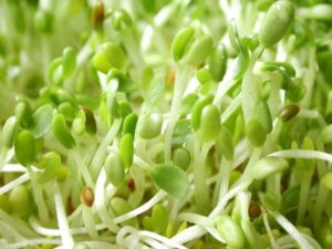 Alfalfa Sprouts