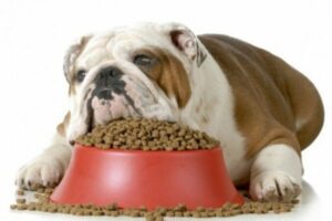 bulldog comida