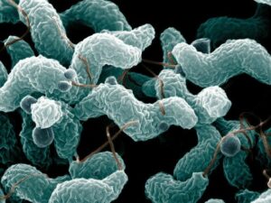 campylobacter