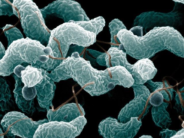 campylobacter