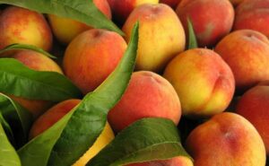 nectarinas