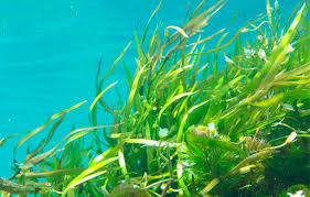 Riesgos emergentes ocasionados por el cambio climático