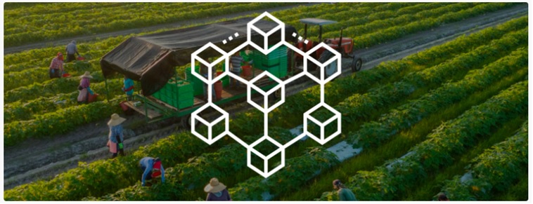 Blockchain, una nueva herramienta para garantizar la trazabilidad.