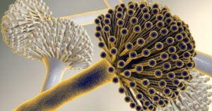 Aflatoxinas: ¿Qué son? ¿Cómo puedo analizarlas?