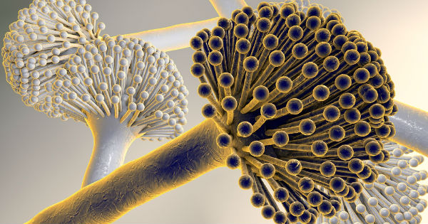 Aflatoxinas: ¿Qué son? ¿Cómo puedo analizarlas?