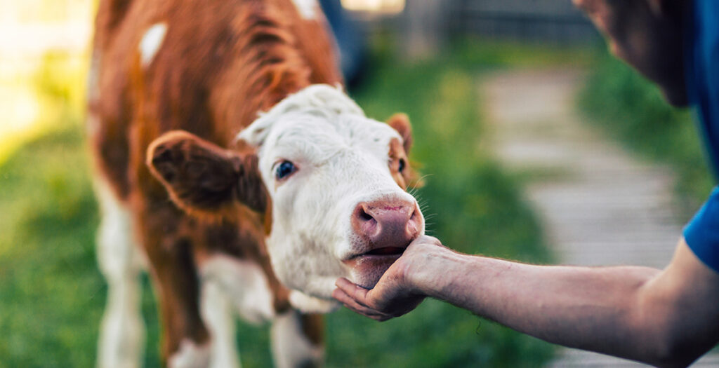 Kits de diagnóstico veterinario: controla y asegura tu producción