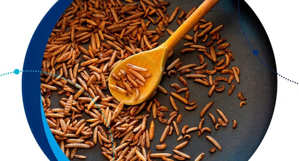 Proteínas alternativas