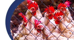 Kits estériles para toma de muestras de patógenos en entornos de producción primaria