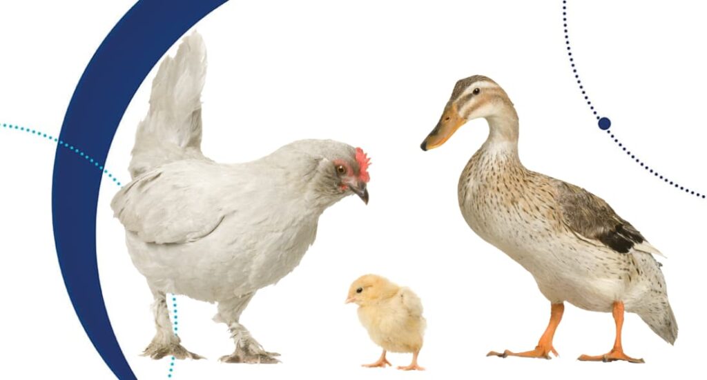 Virus del Nilo Occidental ¿Una amenaza para la seguridad alimentaria?