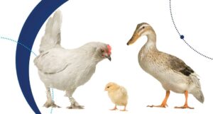 Virus del Nilo Occidental ¿Una amenaza para la seguridad alimentaria?